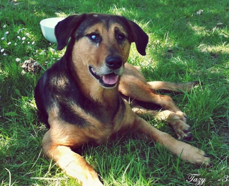 Tazy - Mâle (5 ans)