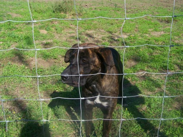 Sugus - (3 ans)