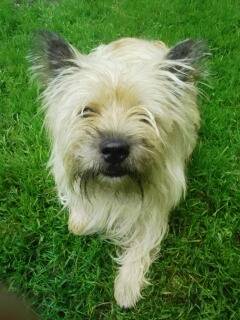 Tomy - Mâle (7 ans)