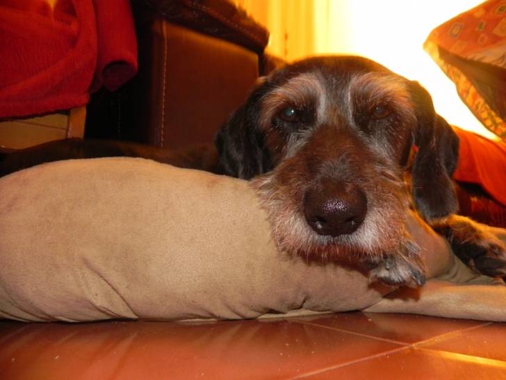 Neil - Mâle (13 ans)