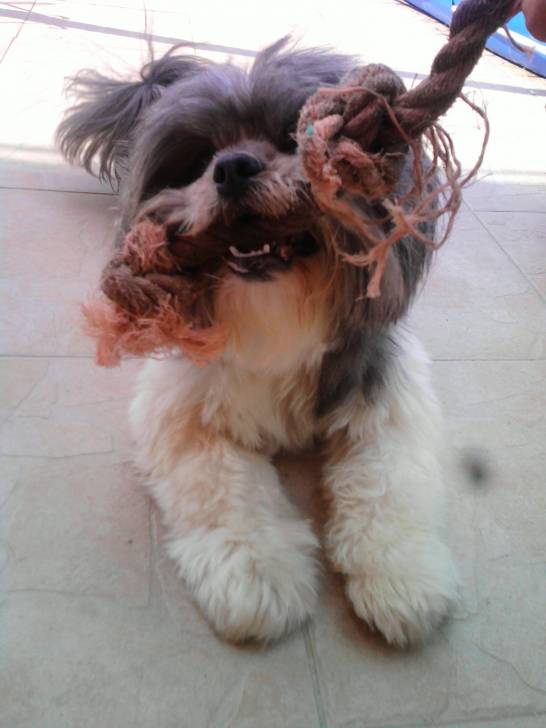 Princesse - (5 ans)