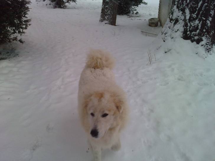 Ambre - Femelle (8 ans)