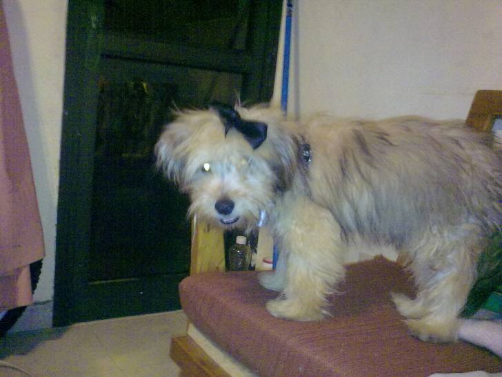 Golfi - Mâle (2 ans)