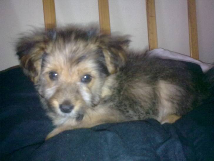 Linda - (2 ans)