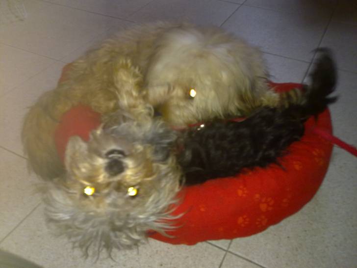 Romeo - Mâle (5 ans)