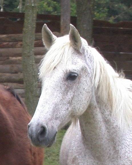 Lolita - (11 ans)