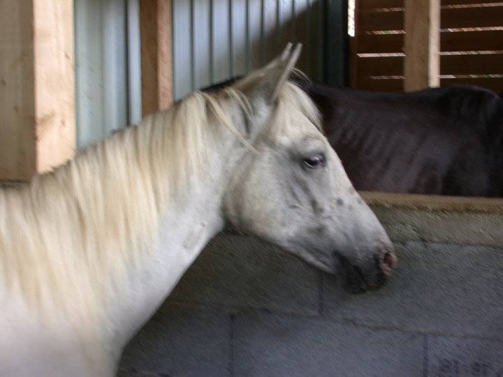 Lolita - (11 ans)