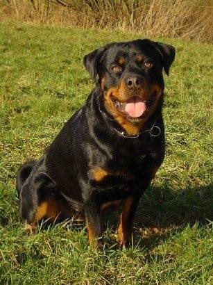 Baster - Mâle (3 ans)