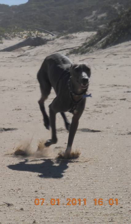 Bullet - Piccolo Levriero Italiano Mâle (2 ans)