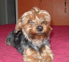 Chipie -