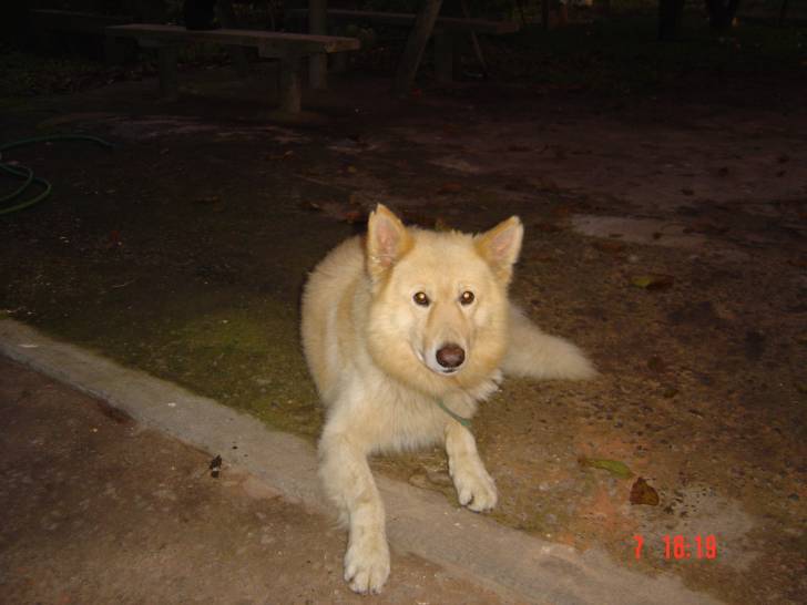 León - Mâle (21 ans)