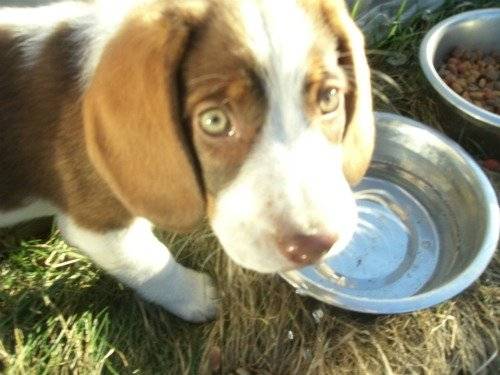 Brittany - Femelle (10 mois)