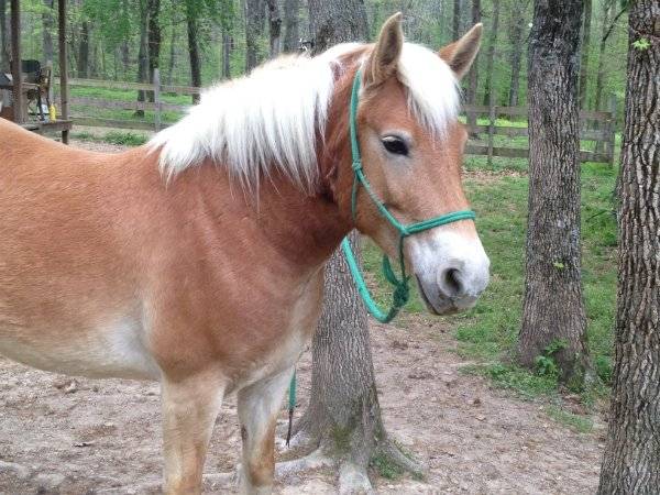 dolly - (5 ans)