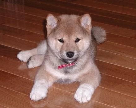 émeraude(shibe inu) - (3 mois)
