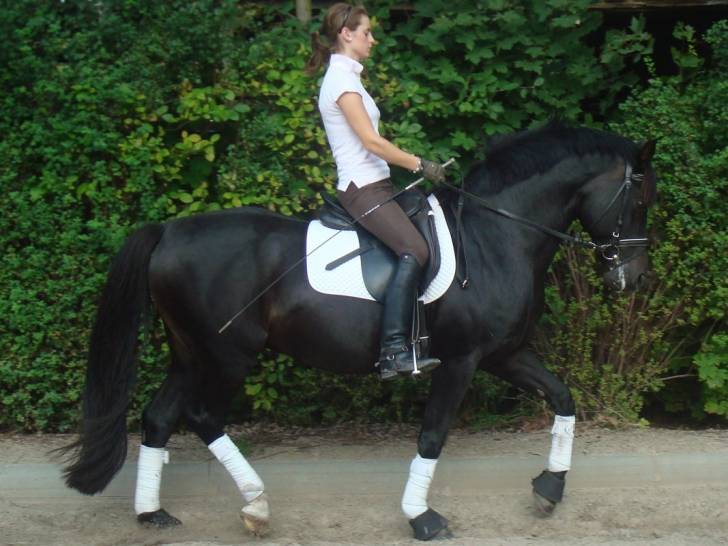 Cosmopolitan - Mâle (9 ans)
