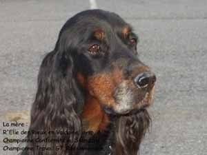 Diamond le vent dans sa grosse touffe de poils ! ! - Mâle (2 ans)