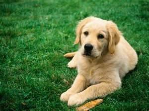 Golden retrier - Mâle (2 ans)