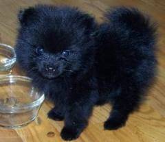 taffy - (10 mois)