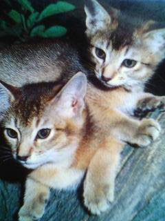 Chocolat &amp; Luna - (6 mois)