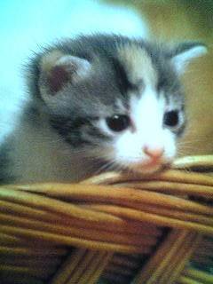 Sunny - Mâle (1 mois)