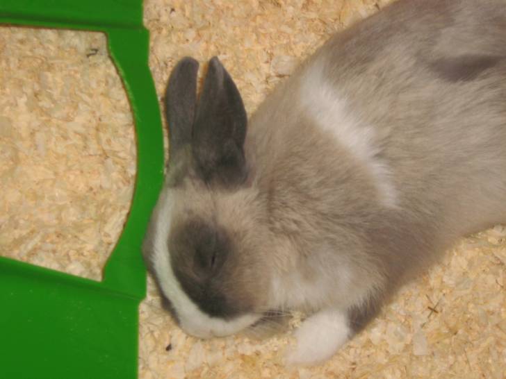 boxy - Mâle (2 mois)