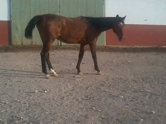 Mandarino - Mâle (8 ans)