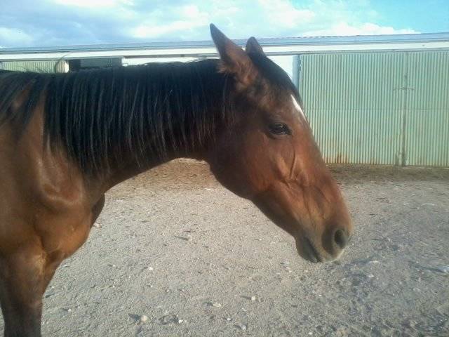 Mandarino - Mâle (8 ans)