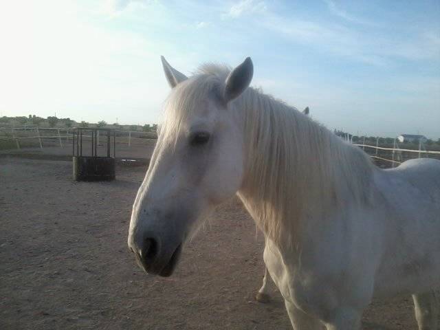 Obelix - Mâle (15 ans)