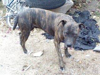 Blacky - (6 ans)