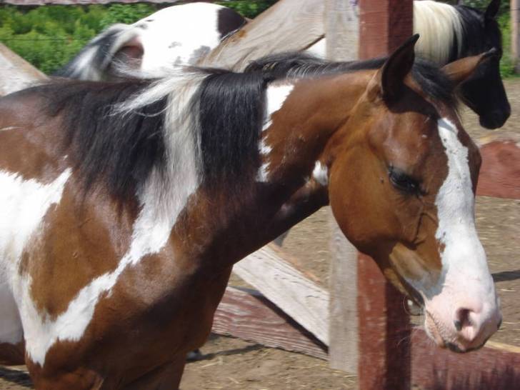 Kavela - (2 ans)