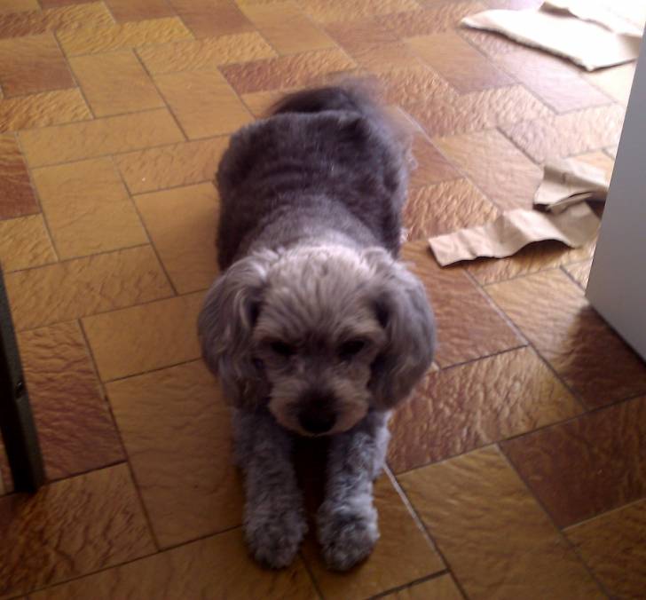 Dolly - (12 ans)