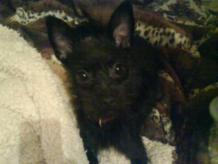 Negrita - (3 ans)