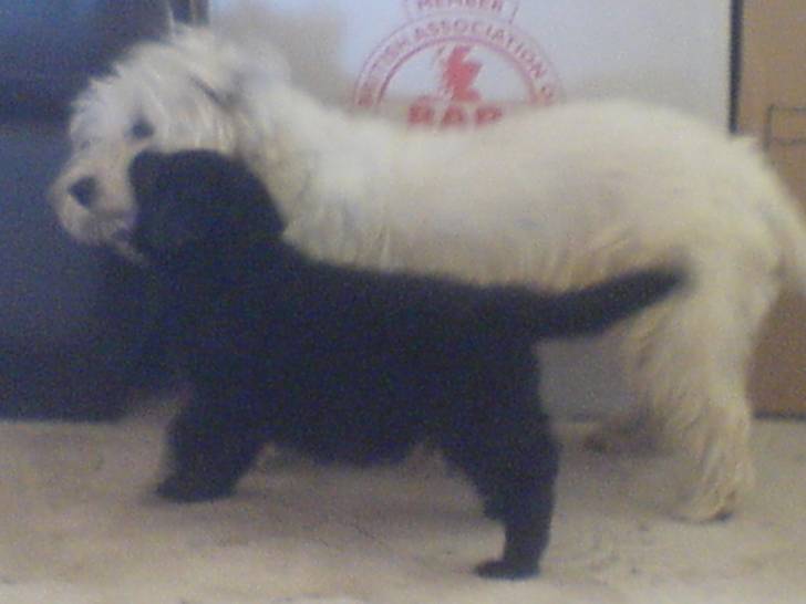 Alfie and Molly - (10 mois)