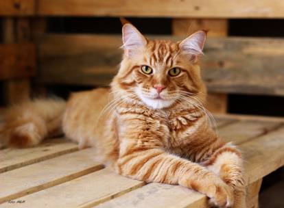 Un Maine Coon roux tabby allongé sur un banc en bois