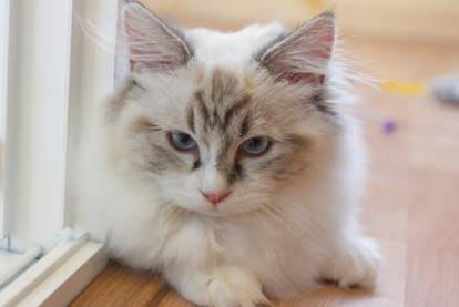 Un adorable Munchkin colourpoint allongé sur le sol