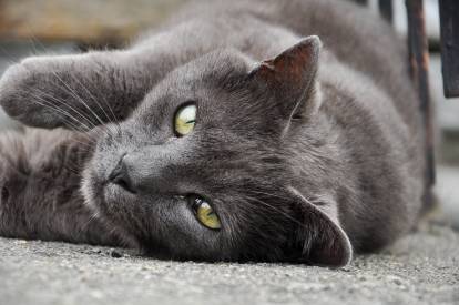 Un Chartreux aux yeux verts allongés sur le sol