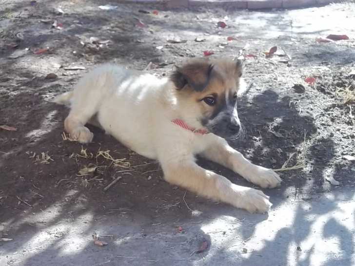 MANCHITA - Femelle (2 ans)