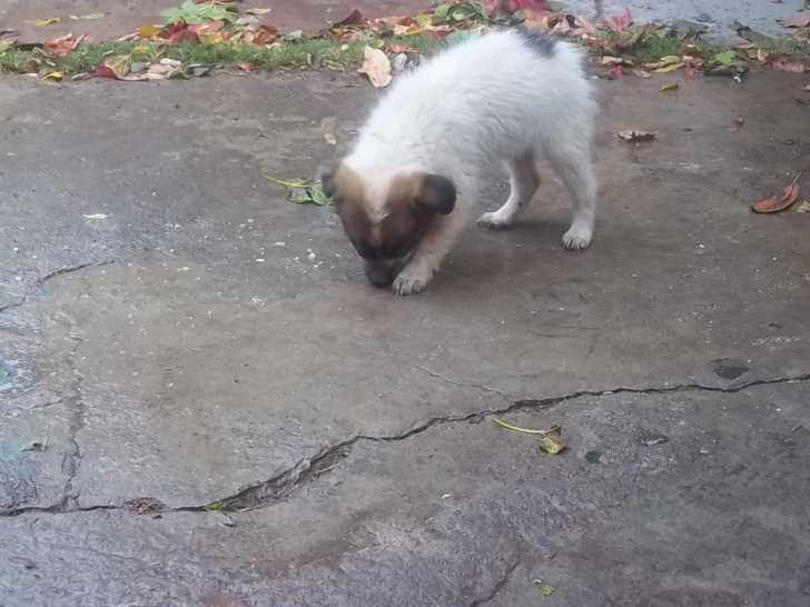 MANCHITA - Femelle (3 mois)