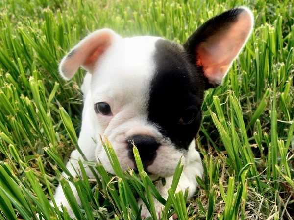 lolnou - Femelle (1 an)