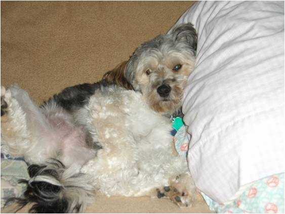 Mickey - Mâle (3 ans)