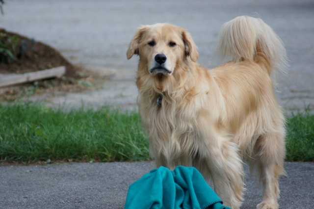 Buffett - Mâle (5 ans)