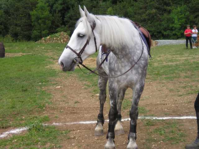 chamalow - Mâle (3 ans)