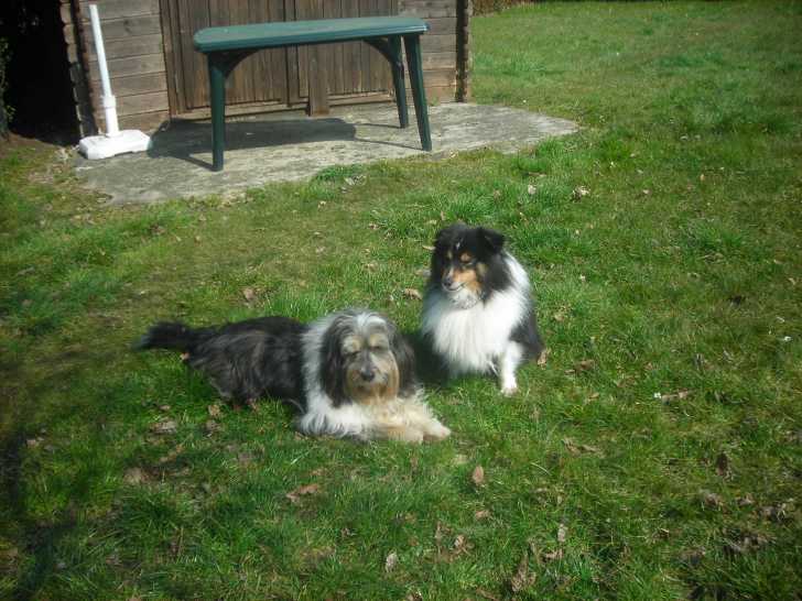 daxon et bandy - Mâle (9 ans)