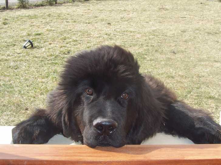 Everest - Mâle (9 mois)