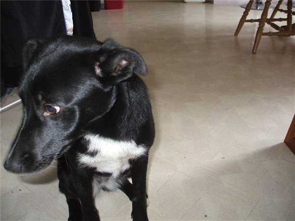 Stassy - Femelle (12 ans)