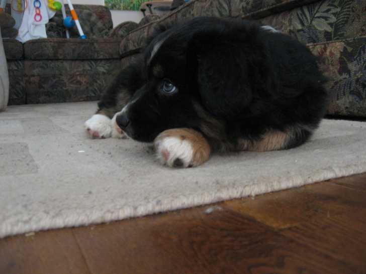 Lily - Femelle (1 mois)