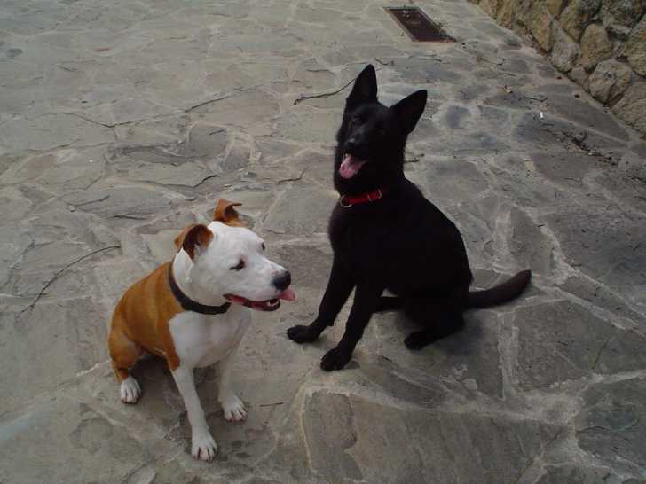 Zoa y Dako - Femelle (1 an)