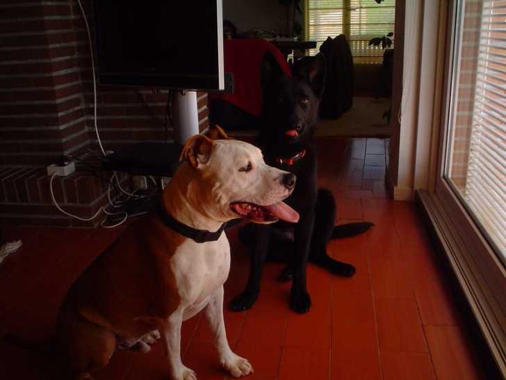 Zoa y Dako - Femelle (1 an)