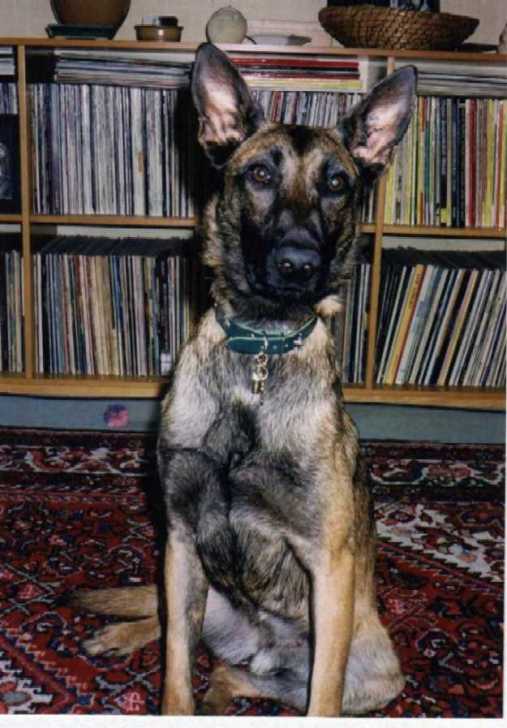 Ganja à son arrivée chez nous -