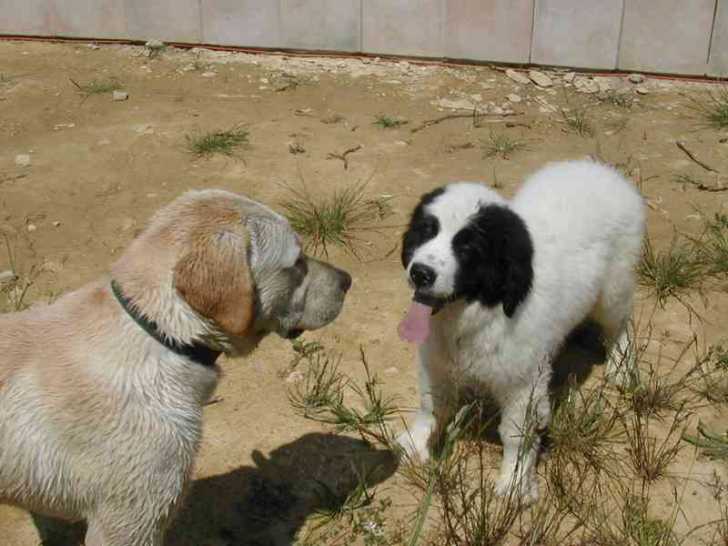 moustique et tempo -